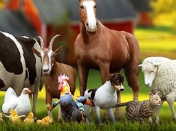 Livestock and poultry