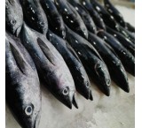 Special sale of all kinds of farmed warm water fish