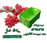 Barberry basket, closed barberry box, plastic box