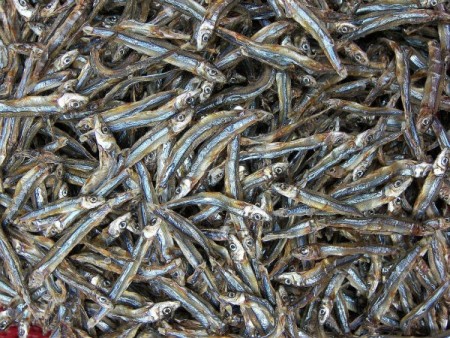 فروش ماهی متو خشک شده برای تولید پودر ماهی متو