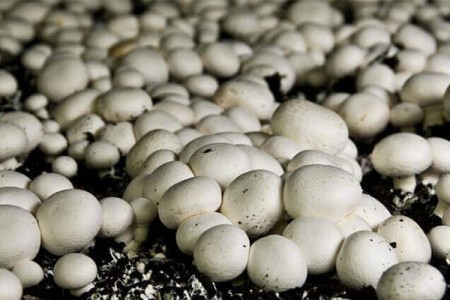 Growing mushrooms, mushroom compost, mushroom seeds, sale of mushroom compost