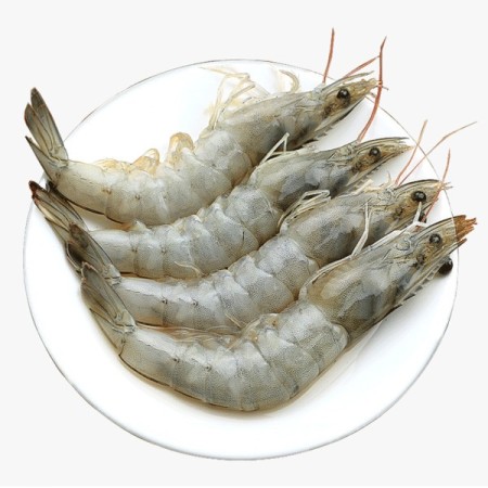 wholesale shrimp