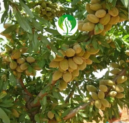 نهال  بادام دیرگل و پر بازده فرانیس و مقاوم به سرمای بهاره