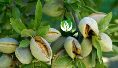 نهال  بادام دیرگل و پر بازده فرانیس و مقاوم به سرمای بهاره