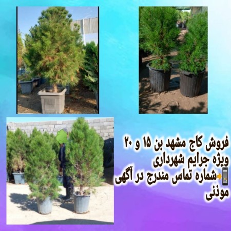 Mashhad bin 15 pine tree saplings, special for the Article 7 Commission