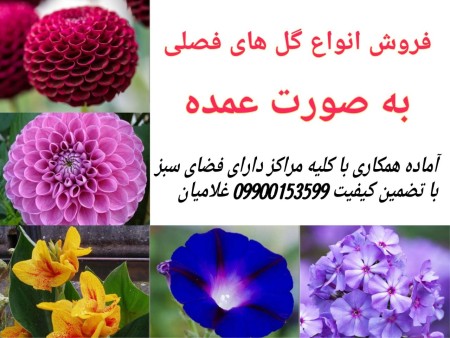 Sale of seasonal flowers in bulk