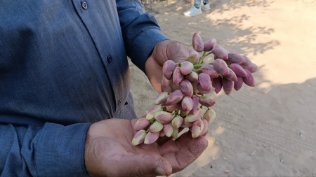 بیع الفستق الطازج مع الجلد مباشرة من البستانی