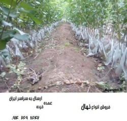 نهالستان - فروش نهال مناطق سردسیر - نهالستان خوی تک