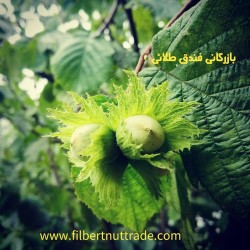 فندق درجه یک