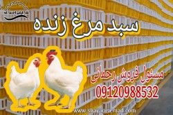 سبد مرغ زنده/سبد کشتارگاهی/سبد پلاستیکی