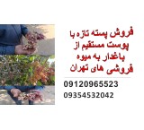 Selling fresh pistachios with skin directly from the gardener