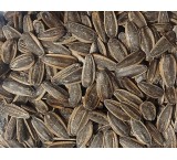 Roasted sunflower seeds